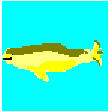 Baleine.jpeg