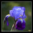Iris.jpeg