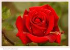 Rose.jpeg