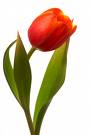 Tulipe.jpeg