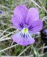 Violette.jpeg