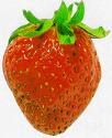 Fraise.jpeg