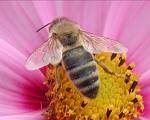 Abeille.jpeg