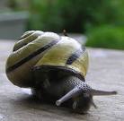 Escargot.jpeg