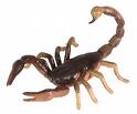 Scorpion.jpeg