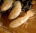Termite.jpeg