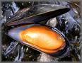 Moule.jpeg