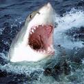 Requin.jpeg