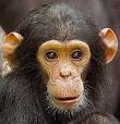 Chimpanze.jpeg