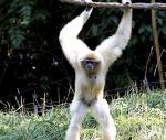 Gibbon.jpeg