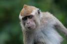 Macaque.jpeg
