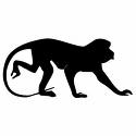 Singe.jpeg