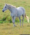 Cheval.jpeg