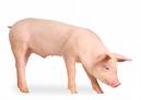 Porc.jpeg